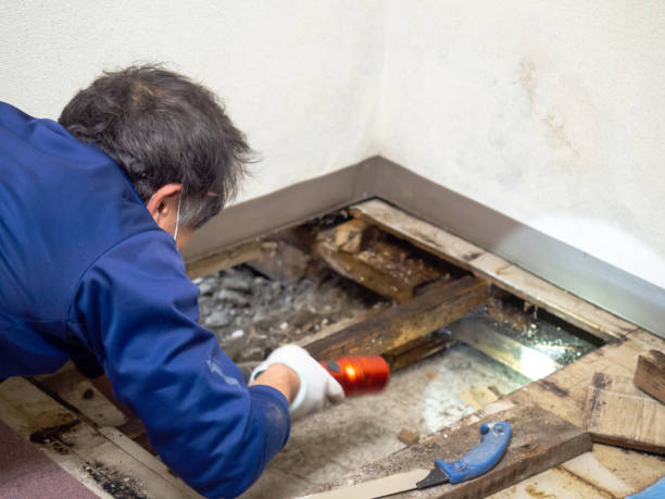 Best Local Mold Removal Service  in Flint, MI