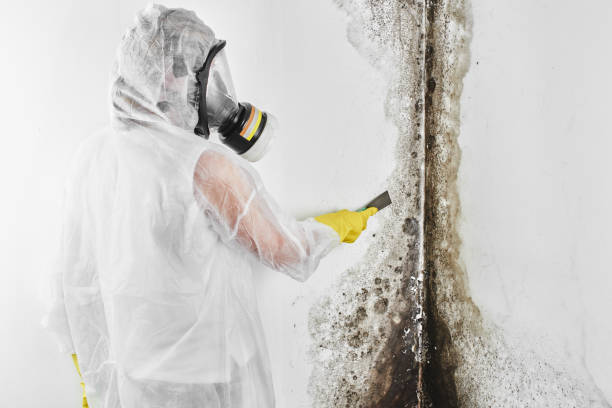 Best Attic Mold Removal  in Flint, MI