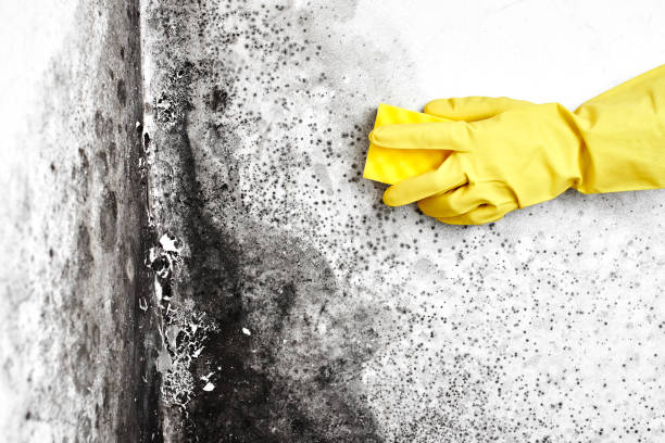 Best Mold Remediation  in Flint, MI