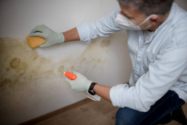 Best Mold Removal Company Near Me  in Flint, MI