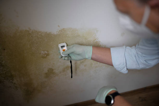 Best Mold Damage Repair  in Flint, MI