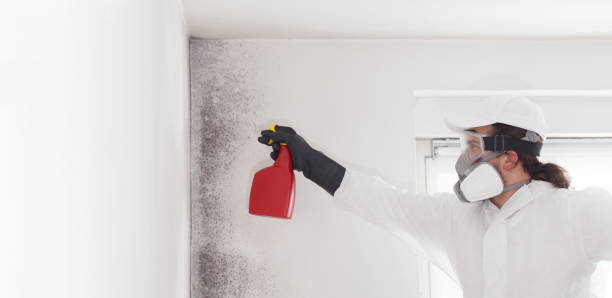 Best Mold Damage Repair  in Flint, MI