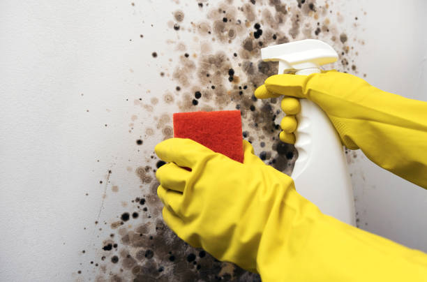 Best Commercial Mold Removal  in Flint, MI