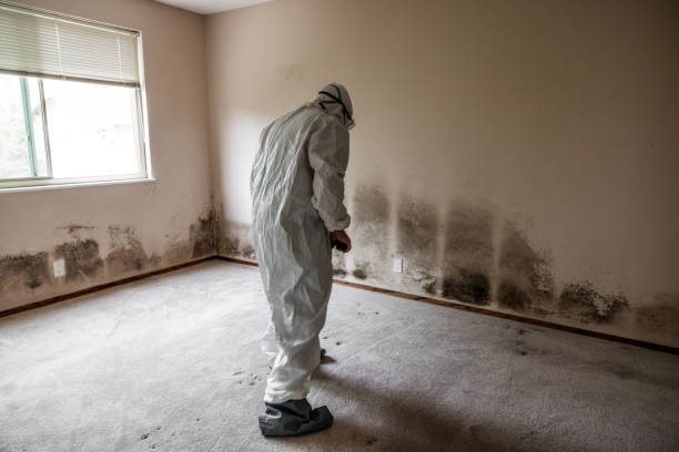 Best Office Mold Removal Services  in Flint, MI