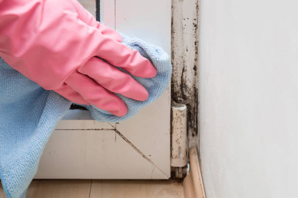 Best Office Mold Removal Services  in Flint, MI