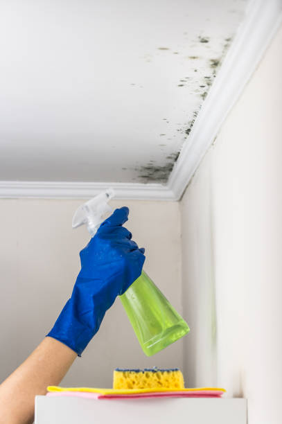 Best Best Mold Removal Companies  in Flint, MI