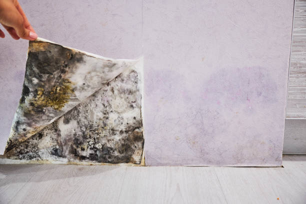 Best Affordable Mold Removal  in Flint, MI